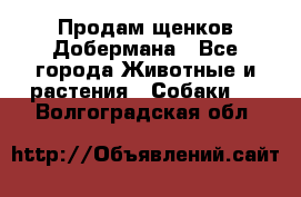 Продам щенков Добермана - Все города Животные и растения » Собаки   . Волгоградская обл.